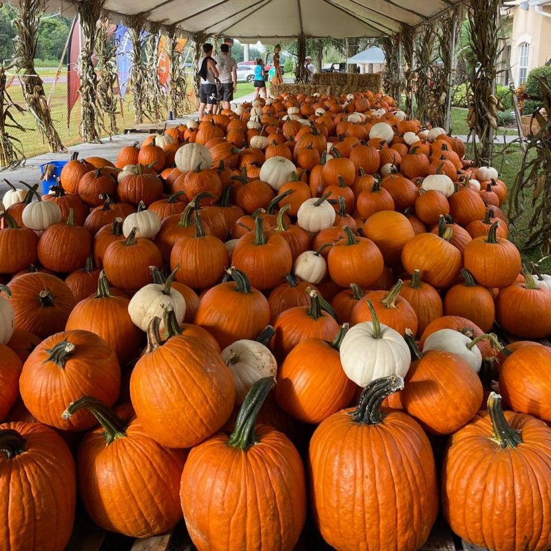 Annual Pumpkin Patch and Fall Festival Watermelon Swim